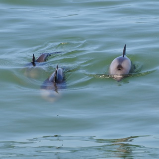 Walvisbay - Dolphins
